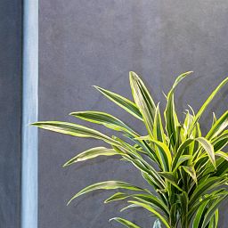 Dracaena Fragrans Lemon Lime in LECHUZA CLASSICO LS Self-watering Planter, Total Height 120 cm