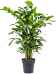 Lush Fishtail Palm Caryota mitis Indoor House Plants