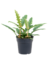 Lush Heart-Leaf Philodendron 'Rambo' Indoor House Plants
