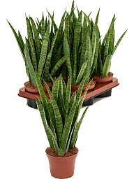 Easy-Care Snake Plant Sansevieria kirkii 6 tray Indoor House Plants