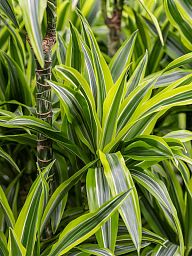 Colorful Corn Plant Dracaena fragrans 'Lemon Lime' Tall Indoor House Plants Trees