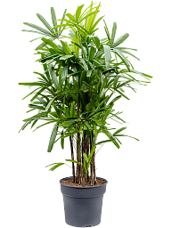 Tropical Lady Palm Rhapis excelsa Indoor House Plants