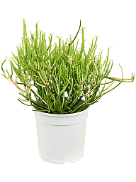 Cheerful African Milk Tree Euphorbia tirucalli 'Stick on Fire' Indoor House Plants