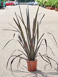 Photogenic New Zealand flax Phormium tenax 'Atropurpureum' Indoor House Plants