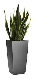 Sansevieria Laurentii in LECHUZA CUBICO Self-watering Planter, Total Height 80 cm