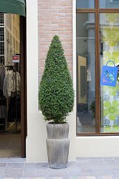 Lush Bay Tree pyramid (Laurus nobilis)