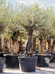 Showy Olive Olea europaea