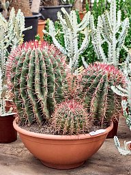 Cute Mexican Fire Barrel Cactus Ferocactus stainesii Indoor House Plants
