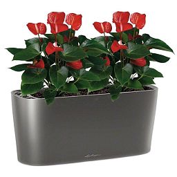 Blooming Anthurium Andraeanum Scarlet in LECHUZA DELTA Self-watering Planter, Total Height 45 cm