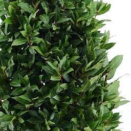 Lush Bay Tree Laurus nobilis