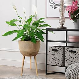 HORTICO GAIA Wooden House Planter with Legs, Tall Indoor Plant Pot Stand with Waterproof Liner