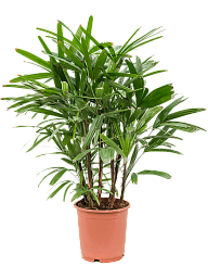Tropical Lady Palm Rhapis excelsa Indoor House Plants