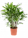 Tropical Lady Palm Rhapis excelsa Indoor House Plants