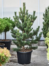 Showy Black Pine Pinus nigra 'Oregon Green' Outdoor Plants