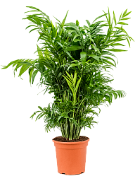 Shade-loving Parlour Palm Chamaedorea elegans Indoor House Plants