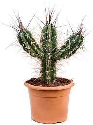 Photogenic Toothpick Cactus Stetsonia coryne Indoor House Plants