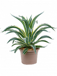 Colorful Variegated Smooth Agave desmettiana 'Variegata' Indoor House Plants