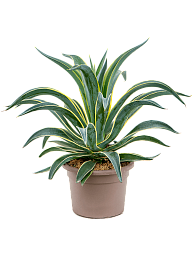 Colorful Variegated Smooth Agave desmettiana 'Variegata' Indoor House Plants