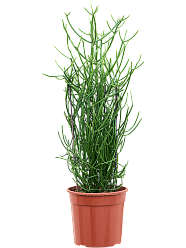 Cheerful African Milk Tree Euphorbia tirucalli Indoor House Plants