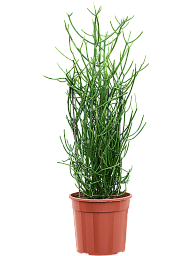 Cheerful African Milk Tree Euphorbia tirucalli Indoor House Plants