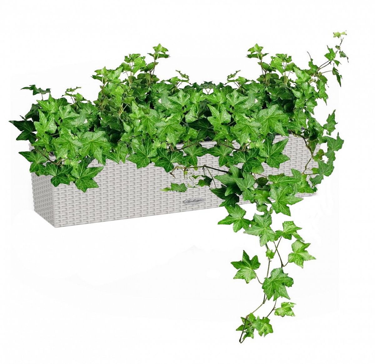 Ivy in LECHUZA BALCONERA Cottage Self-watering Planter, Total Height 60 cm