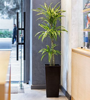 House Plant Care Pest Control Spray by Plantsmith