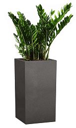 Zamioculcas in LECHUZA CANTO Stone High Self-watering Planter, Total Height 110 cm