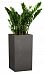 Zamioculcas in LECHUZA CANTO Stone High Self-watering Planter, Total Height 110 cm