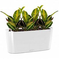 Potted House Plant Codiaeum Sunny in LECHUZA DELTA White High Gloss Se...