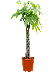 Insta-friendly Money Tree Pachira aquatica Tall Indoor House Plants Trees
