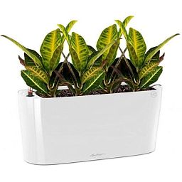 Codiaeum Sunny in LECHUZA DELTA Self-watering Planter, Total Height 55 cm