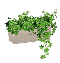 Ivy in LECHUZA BALCONERA Color Self-watering Planter, Total Height 50 cm