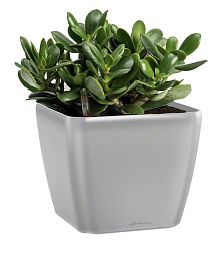 Crassula Money Tree in LECHUZA QUADRO LS Self-watering Planter, Total Height 30 cm