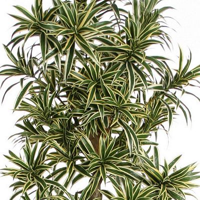 Dracaena Song of India Flame Retardant Artificial Tree Plant