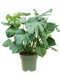Shade-loving Swiss Cheese Plant Monstera deliciosa Indoor House Plants