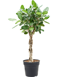 Lush Banyan Fig Ficus benghalensis 'Audrey' Indoor House Plants