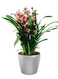Blooming Cymbidium Orchid in LECHUZA CLASSICO LS Self-watering Planter, Total Height 80 cm