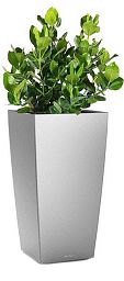 Clusia in LECHUZA CUBICO Self-watering Planter, Total Height 90 cm
