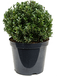 Cute Japanese Holly Ilex crenata 'Maxima'