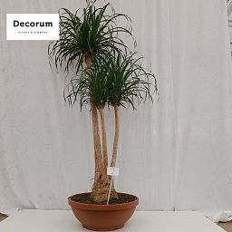 Beaucarnea vertakt