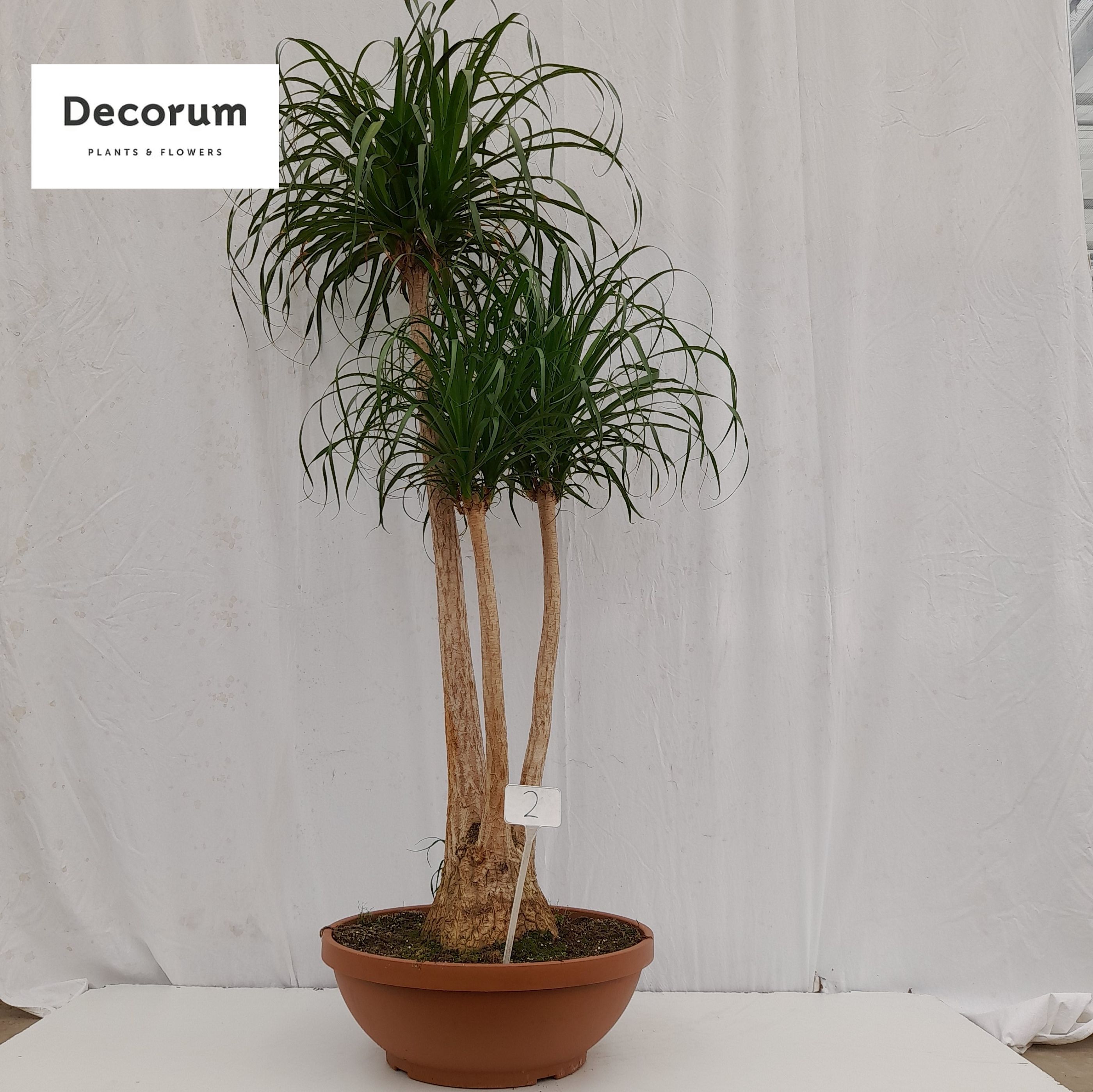 Beaucarnea vertakt
