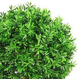 ILEX TREE Artificial Tree Plant