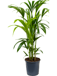 Lush Sentry Palm Kentia (Howea) forsteriana Indoor House Plants