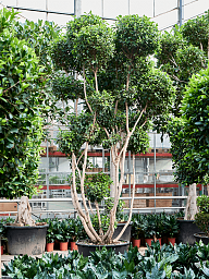Lush Weeping Fig Ficus microcarpa ‘Nitida’ Tall Indoor House Plants Trees
