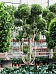 Lush Weeping Fig Ficus microcarpa ‘Nitida’ Tall Indoor House Plants Trees