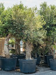 Showy Olive Olea europaea