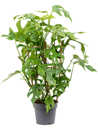 Shade-loving Swiss Cheese Plant Monstera minima' Indoor House Plants