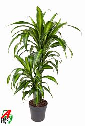 Elegant Corn Plant Dracaena fragrans 'Hawaiian Sunshine' Indoor House Plants