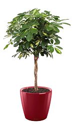 Schefflera Arboricola Gold Capella in LECHUZA CLASSICO LS Self-watering Planter, Total Height 140 cm