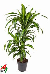 Elegant Corn Plant Dracaena fragrans 'Hawaiian Sunshine' Indoor House Plants